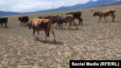 Уларбек Абдрасулов жылда малын жайып жүргөн жайыт жерлерде чөп жок. Мал бул жайыттарга токтобой, тоют издеп кетүүдө.