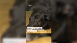 В постоянен страх. Как домашните любимци преживяват войната