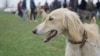 Kyrgyzstan-Taigan-Kyrgyz Sighthound