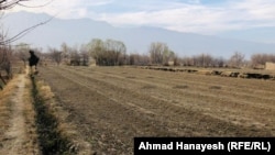 وچکالۍ د افغان کروندګرو فصلونو او حاصلاتو ته هم ډېر تاوان اړولی