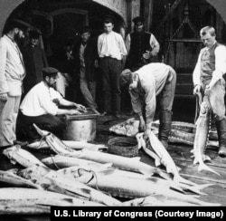 Рибари обработват риба в град на река Волга.