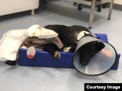 Daria and other volunteers raise money to treat some of the animals, even if only to extend their lives a short while.