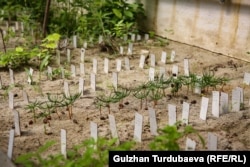 Уругунан өнгөн эмен дарагынын көчөттөрү.