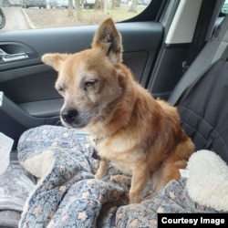 Many of the animals evacuated by Daria are in poor shape.