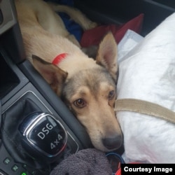 Many of the animals are too terrified to be aggressive.