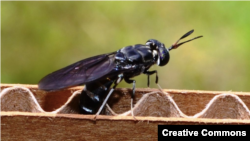 Муха «черная львинка». Фото: blacksoldierflyblog.com