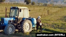 Ekin meýdanyndaky daýhan (Illýustrasiýa suraty)