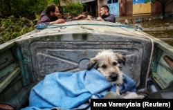 Волонтери допомагали евакуйовувати людей і тварин із затопленої частини Херсону після руйнування греблі Каховської ГЕС. 12 червня 2023 року