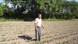 Фермеры Таджикистана бросают свои хозяйства 