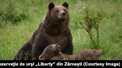 Populația de urși a României este estimată la cel puțin 10.000 de capete.