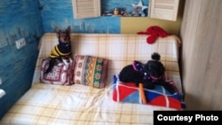 Собак Юлії Мельникової Дорі і Фібі також евакуювали човном