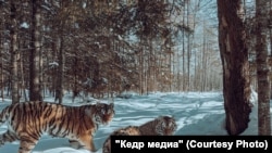 Амурский тигры