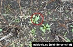 Протипіхотна міна в траві