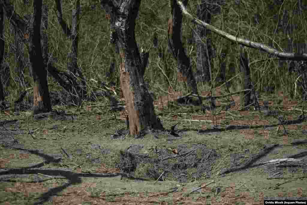 Charred tree trunks near the apparent explosion crater. On September 4, Kyiv claimed that Russian kamikaze drones had struck the territory of Romania during an attack on Izmayil, a port city on Ukraine&rsquo;s Danube delta, early that morning. The claims sparked a sequence of assertions and denials that have rocked Romania&#39;s government.