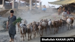 د کابل ولایت یو مالدار او پسونه یې