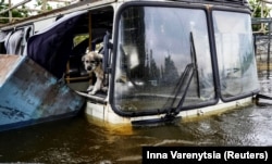 Собака на затопленій частині Херсону на 7-й день після знищення Каховської ГЕС. Херсон, 12 червня 2023 року