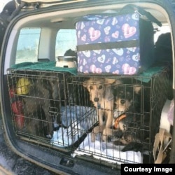 Another carload of animals