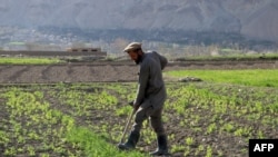 یک مرد زراعت‌پیشه در افغانستان