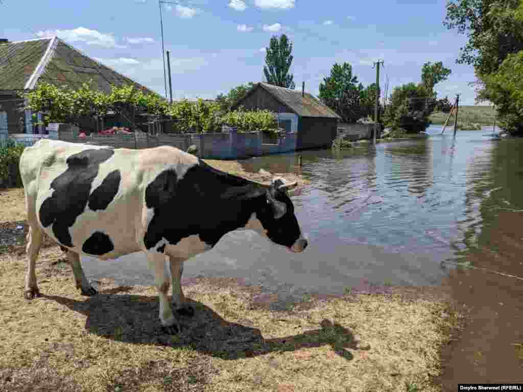Головне &ndash; врятувати себе та худобу, кажуть жителі&nbsp;