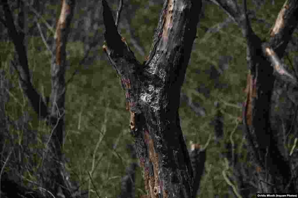 A charred tree trunk at the site of the purported explosion. On September 7, NATO Secretary-General Jens Stoltenberg addressed the apparent drone impacting NATO territory, saying, &ldquo;We don&#39;t have any information indicating an intentional attack by Russia, and we are awaiting the outcome of the ongoing investigation.&quot; In November 2022, Kyiv accused Moscow of launching a missile that killed two people in NATO member Poland. It was later revealed the missile was probably Ukrainian.
