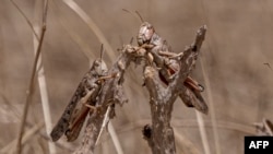 Саранча — опасный вредитель сельхозкультур. Стаи саранчи уничтожают посевы и наносят значительный ущерб аграриям