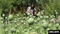 یکی از کشتزار های کوکنار