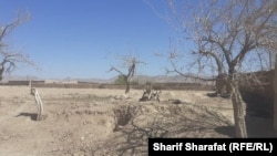 ارشیف: د افغانستان جنوب کې وچکالۍ ګڼ کرنیز بوټي وچ کړي دي.