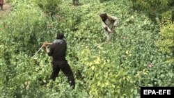 کمپاین جریان تخریب کشتزار های کوکنار 