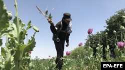 د طالبانو یو امنیتي کس د کوکنارو د فصل اړولو پر مهال - تصویر له ارشیفه 