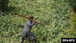 تخریب مزارع کشت کوکنار در ولایت بلخ - عکس از آرشیف