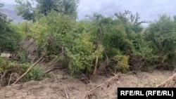 یکی از باغ های میوه که در نتیجه سیلاب های اخیر به شدت آسیب دیده است 