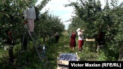 În ansamblu, exporturile către UE au crescut de la 1,8 miliarde de euro în 2021 la 2,6 miliarde de euro în 2022. 