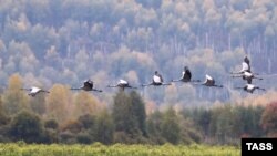 Серые журавли летят над полем, иллюстративная фотография. Россия, осень 2022 года