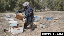 یک فارم زنبورداری در جنوب افغانستان 