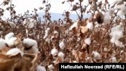 Пахта талаасы 