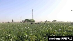 د کوکنارو يوه کرونده