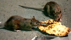 پر لاره پراته خواړه د موږکانو خوراک و.