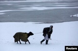 بخش اعظم مواشی در نتیجه سردی هوا در حالی تلف شده اند که مالداران برای نگهداری از گله های مواشی خود محلات مناسب ندارند
