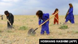 آرشیف/ اطفال مصروف کارهای زمین داری در هرات / AFP