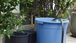 Ош: Тамчы таза сууга зар болгон шаардыктар 