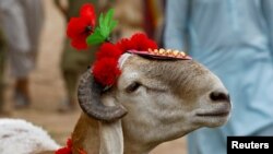 په لوی اختر کې مسلمانان د څارویو قرباني کوي - د ۲۰۲۲ز کال د جولای لومړۍ نېټې انځور.