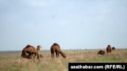 Balkanyň düzünde otlap ýören düýeler. Arhiwden alnan surat.