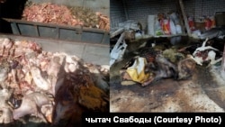 Жахливі умови на фермі