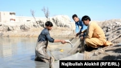 خوست کې د ماهيانو د ساتنې يو ډنډ