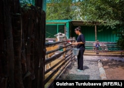 Ыктыярчы кыз зоопарктагы тосмолорду жууп жатат. Аны лама кызыгуу менен карап турган учуру.