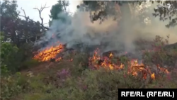 آتش سوزی در جنگلات ولایت نورستان