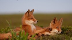 Diňle: Türkmenistanda 'açlyk' çöl haýwanlaryny hem 'sylamaýar'