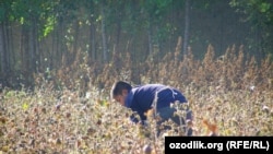 Өзбекстандын пахта талаасындагы бала.