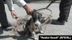 Акс аз бойгонист.