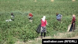 Illýustrasiýa suraty